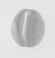 Free download Cowroid bead free photo or picture to be edited with GIMP online image editor