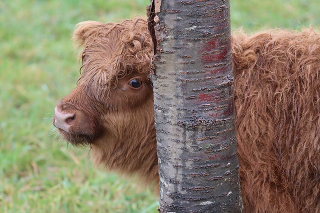 牛の反芻動物の毛むくじゃらの哺乳類の牧草地を無料でダウンロード GIMP で編集できる無料のオンライン画像エディター