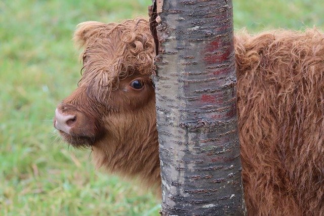 ດາວໂຫລດຮູບງົວງົວ ruminant shaggy mammal pasture ຟຣີທີ່ຈະແກ້ໄຂດ້ວຍ GIMP ບັນນາທິການຮູບພາບອອນໄລນ໌ຟຣີ