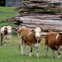 Cows and mountains of firewood  screen for extension Chrome web store in OffiDocs Chromium