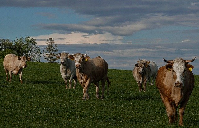 Bezpłatne pobieranie Cows Cattle Agriculture - bezpłatne zdjęcie lub obraz do edycji za pomocą internetowego edytora obrazów GIMP