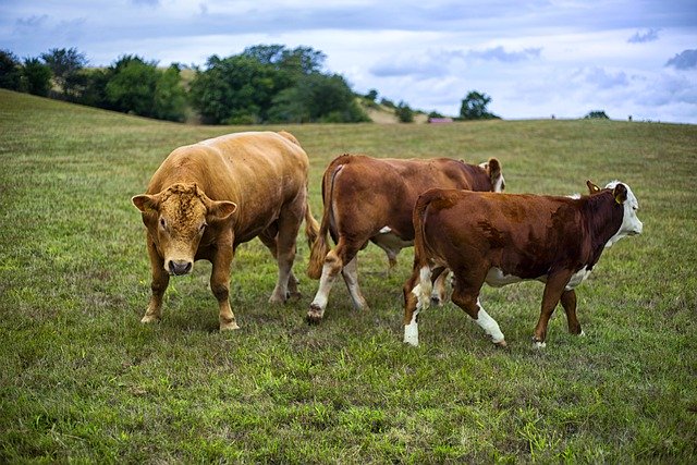 Free download cows field kettle animal nature free picture to be edited with GIMP free online image editor