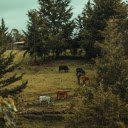 Cows Grazing in a Pasture  screen for extension Chrome web store in OffiDocs Chromium