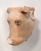 Free download Cows head free photo or picture to be edited with GIMP online image editor