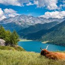 Cow sleeping on the shore of the lake  screen for extension Chrome web store in OffiDocs Chromium