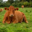 Cows lie on the grass field  screen for extension Chrome web store in OffiDocs Chromium