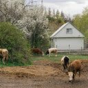 OffiDocs Chromium 中 Chrome 网上商店扩展程序的农场屏幕上的奶牛