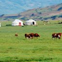 Cows on the Prairie  screen for extension Chrome web store in OffiDocs Chromium