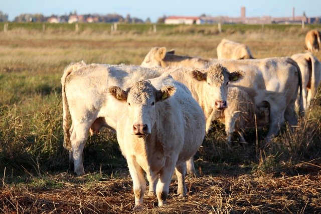 Free download cows pasture field meadow free picture to be edited with GIMP free online image editor