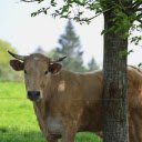 Cow Standing Under a Tree  screen for extension Chrome web store in OffiDocs Chromium