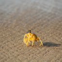 Crab and camera  screen for extension Chrome web store in OffiDocs Chromium