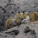 Crabs crawl on the sand  screen for extension Chrome web store in OffiDocs Chromium