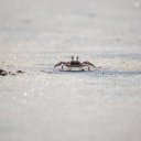 CRAB Theme  screen for extension Chrome web store in OffiDocs Chromium