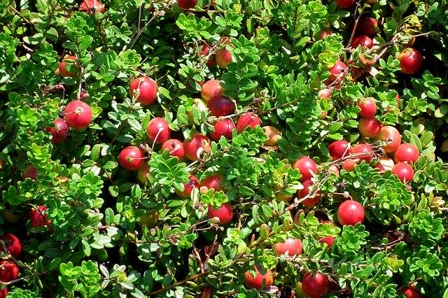 Kostenloser Download Cranberry Fruit Berries - kostenloses Foto oder Bild zur Bearbeitung mit GIMP Online-Bildbearbeitung