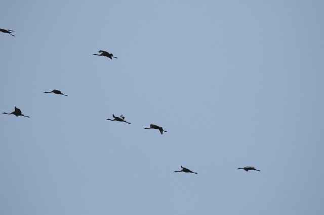 Free download Cranes Birds Flight -  free photo or picture to be edited with GIMP online image editor