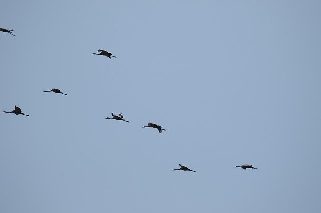 Unduh gratis Cranes Birds Flight - foto atau gambar gratis untuk diedit dengan editor gambar online GIMP