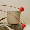 Craspedia Flowers beside a Flower Pot  screen for extension Chrome web store in OffiDocs Chromium