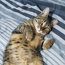 OffiDocs Chromium の拡張機能 Chrome ウェブストアの Crazy Cat 画面