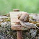 Cream colored snail  screen for extension Chrome web store in OffiDocs Chromium