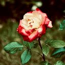Cream Red Rose  screen for extension Chrome web store in OffiDocs Chromium