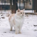 Creamy furry cat  screen for extension Chrome web store in OffiDocs Chromium