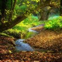 Creek in the middle of the forest  screen for extension Chrome web store in OffiDocs Chromium