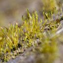 Crescent Moss  screen for extension Chrome web store in OffiDocs Chromium