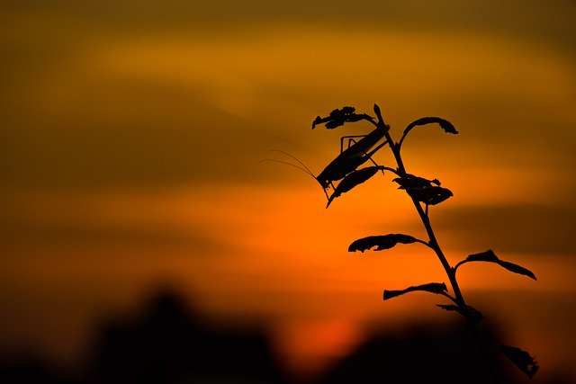 Free download cricket insect plants macro free picture to be edited with GIMP free online image editor