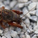 Cricket on the rock  screen for extension Chrome web store in OffiDocs Chromium