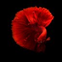Crimson Betta Elegance Theme  screen for extension Chrome web store in OffiDocs Chromium