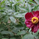 Crimson Flower  screen for extension Chrome web store in OffiDocs Chromium