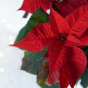 Crimson poinsettia flowers  screen for extension Chrome web store in OffiDocs Chromium