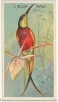 Free download Crimson Topaz, from the Birds of the Tropics series (N5) for Allen & Ginter Cigarettes Brands free photo or picture to be edited with GIMP online image editor