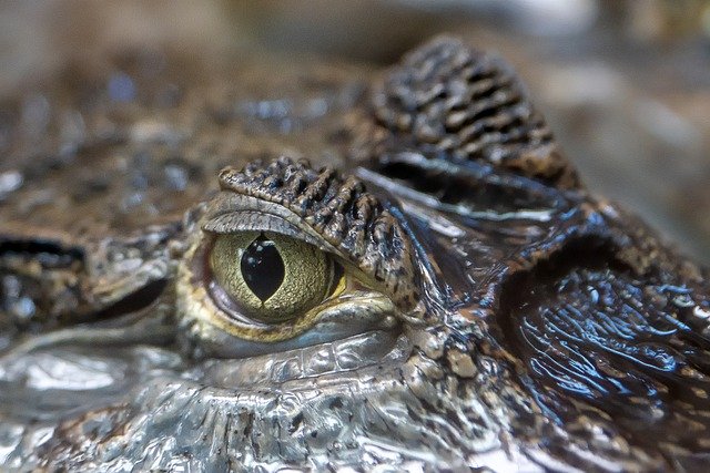Free download crocodile alligator gator eye look free picture to be edited with GIMP free online image editor