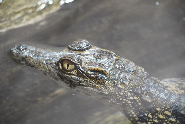 Gratis download krokodil alligator roofdier dier gratis foto om te bewerken met GIMP gratis online afbeeldingseditor