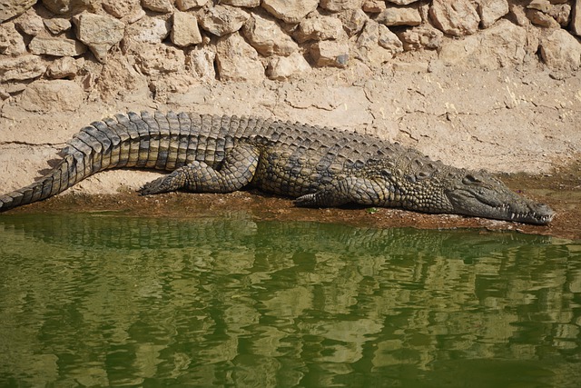 Téléchargement gratuit crocodile alligator reptile animal image gratuite à éditer avec l'éditeur d'images en ligne gratuit GIMP
