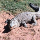 Crocodile Emerging onto the Shore  screen for extension Chrome web store in OffiDocs Chromium