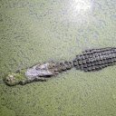 Crocodile hides under duckweed  screen for extension Chrome web store in OffiDocs Chromium