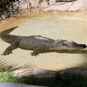 Crocodile in the shallow lagoon  screen for extension Chrome web store in OffiDocs Chromium