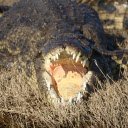 Crocodile Teeth  screen for extension Chrome web store in OffiDocs Chromium