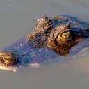 CROCODILE Theme  screen for extension Chrome web store in OffiDocs Chromium