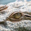 CROCODILE THEME  screen for extension Chrome web store in OffiDocs Chromium