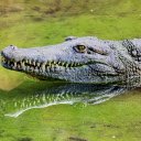 Crocodile with sharp teeth and eyes  screen for extension Chrome web store in OffiDocs Chromium