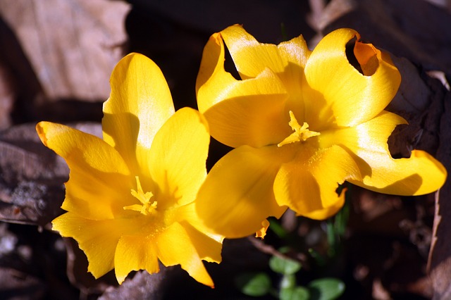 Free download crocuses mm hh hamburgensien free picture to be edited with GIMP free online image editor