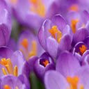 Crocuses purple flowers  screen for extension Chrome web store in OffiDocs Chromium