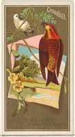 Free download Crossbill, from the Birds of America series (N4) for Allen & Ginter Cigarettes Brands free photo or picture to be edited with GIMP online image editor