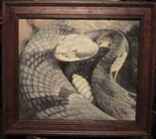 Free download  Crotalus horridus free photo or picture to be edited with GIMP online image editor