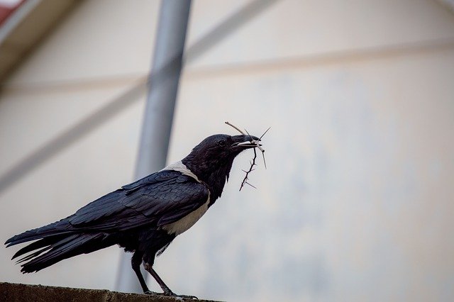 Free download crow bird animal pied crow free picture to be edited with GIMP free online image editor