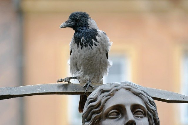 Faça o download gratuito da escultura de estátua de animal de pássaro de corvo para ser editada com o editor de imagens on-line gratuito do GIMP