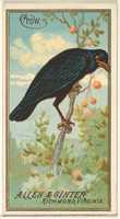 Free download Crow, from the Birds of America series (N4) for Allen & Ginter Cigarettes Brands free photo or picture to be edited with GIMP online image editor